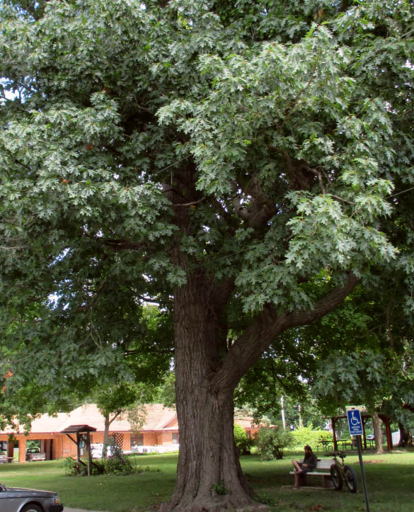 Howard Park Oak